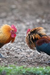 Fighting-Roosters-scaled