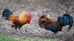Fighting-Roosters-scaled