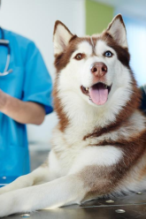 Healthy Pets, Happy Hearts: A Guide to Optimal Pet Wellness