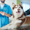 Healthy Pets, Happy Hearts: A Guide to Optimal Pet Wellness